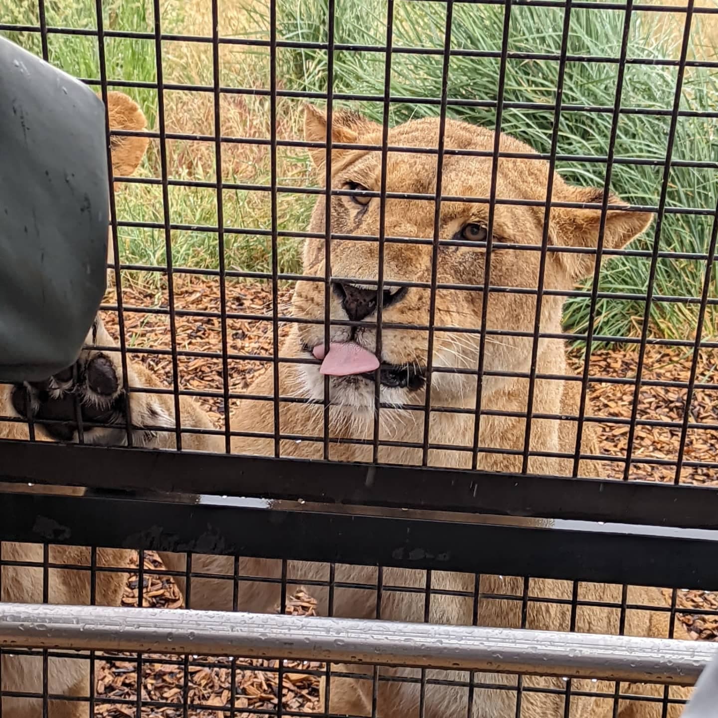 Monarto Zoo 2