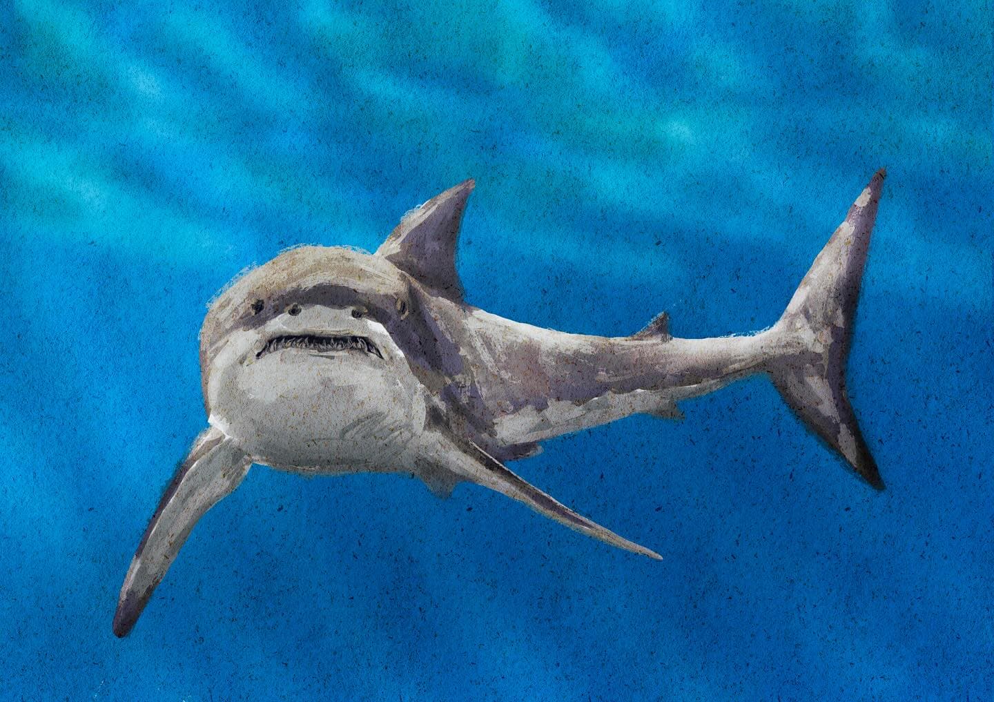 My Shark Map Obs
