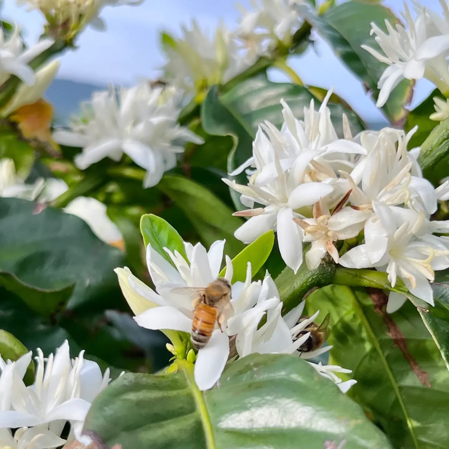 Coffee Blossom