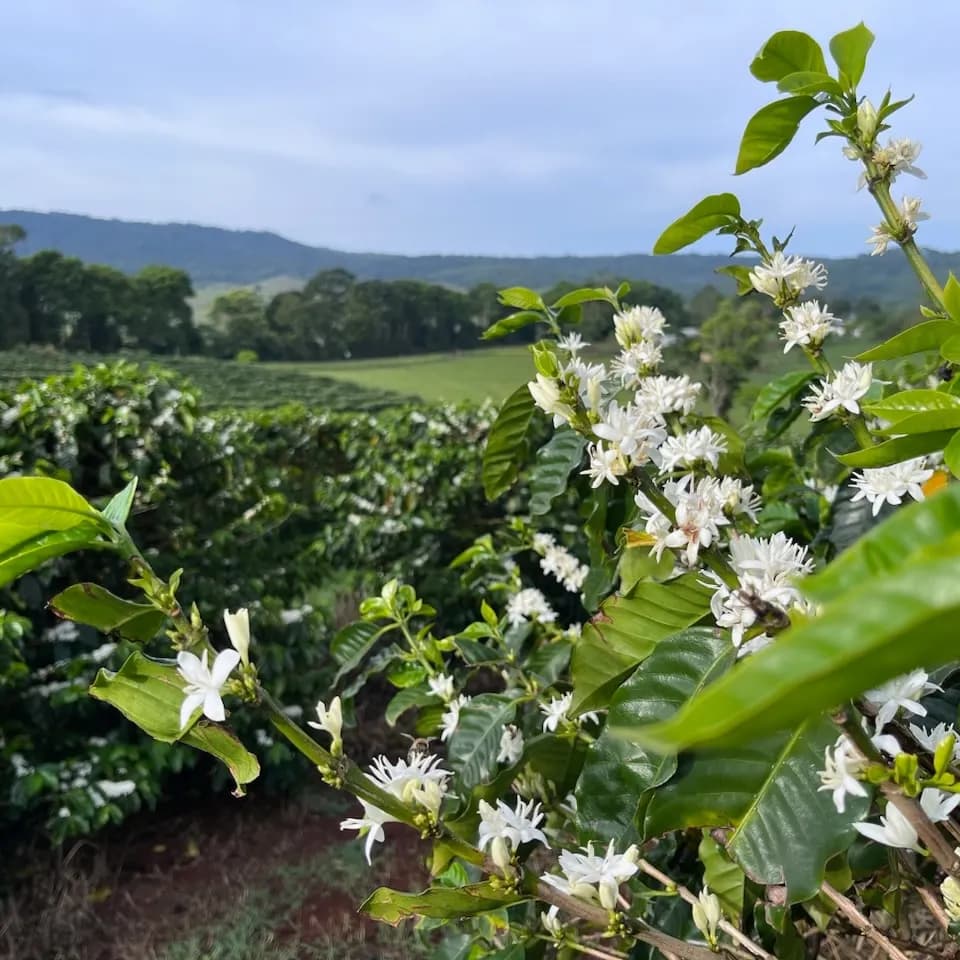 Coffee Blossom 2