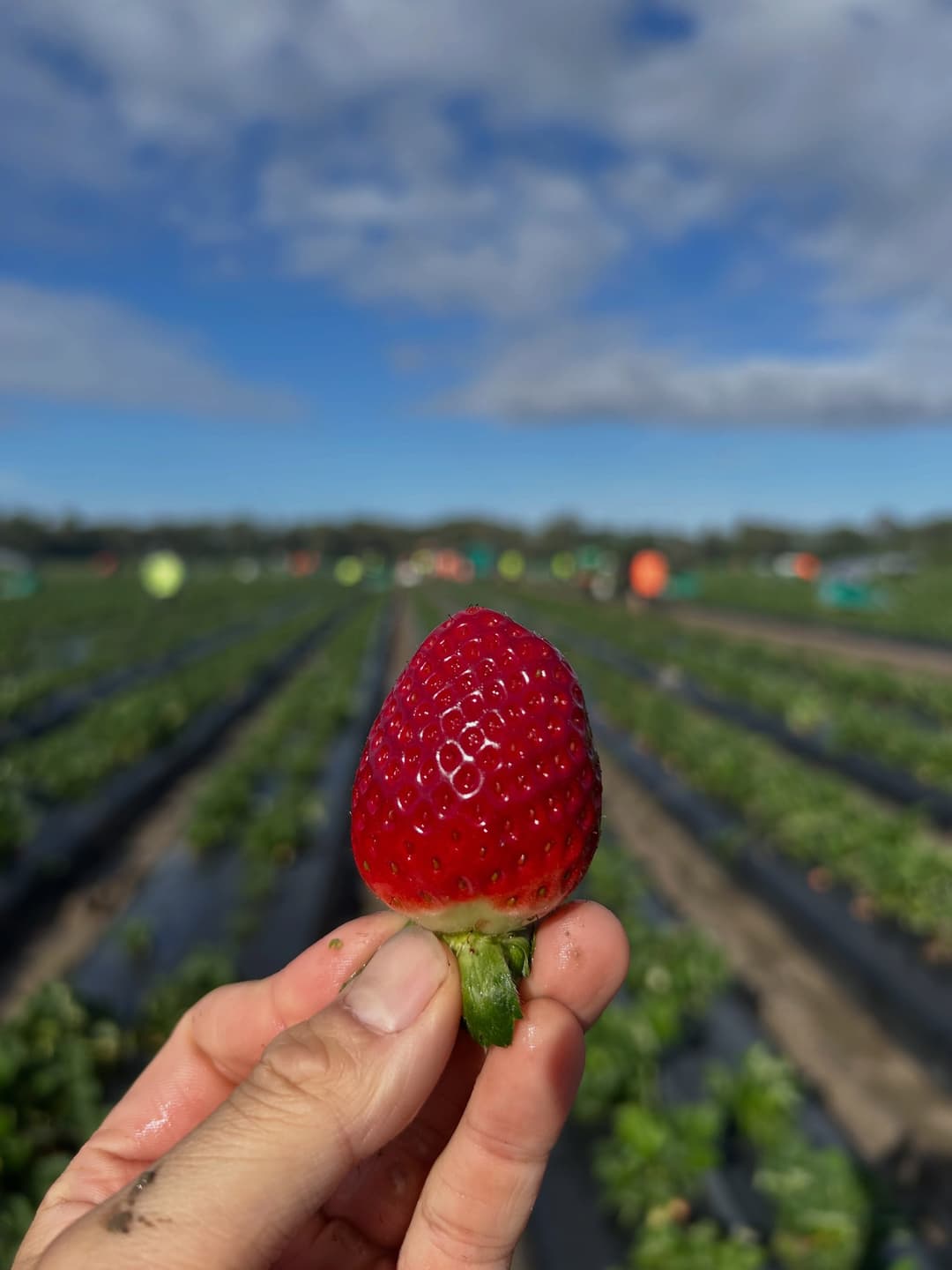 Strawberry farm graduation, grateful heart