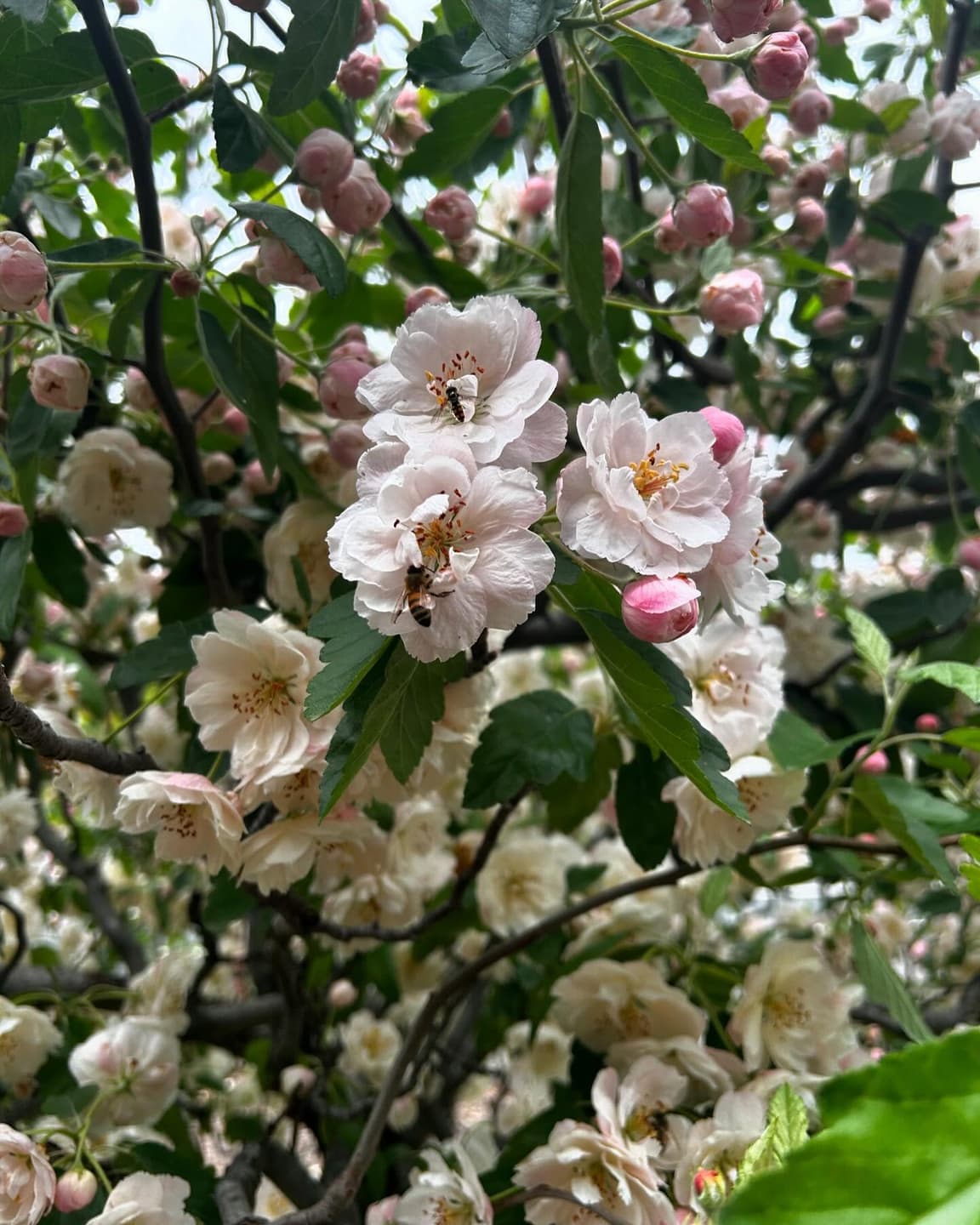 Springtime
