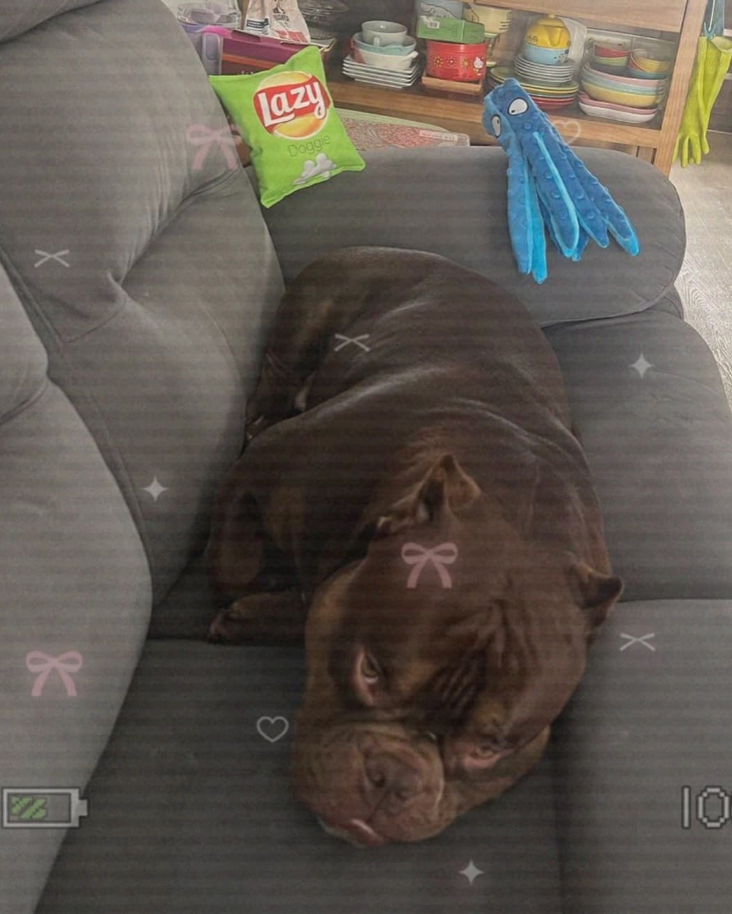 Jumbo's New Toy Haul!