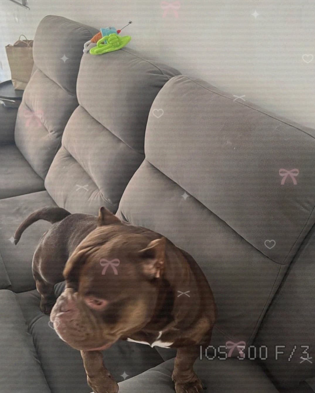 Jumbo's New Toy Haul! 2