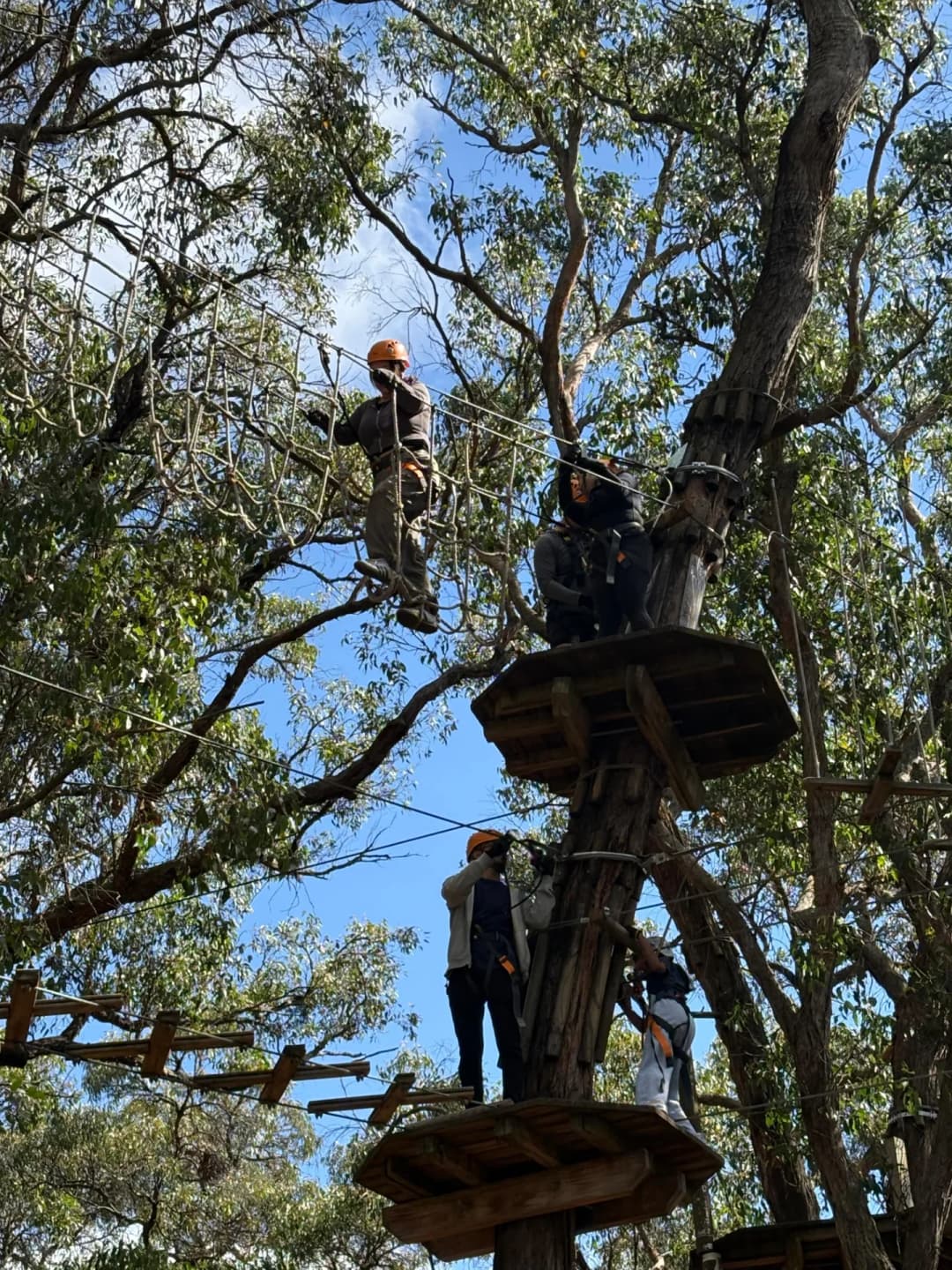 Tree 3