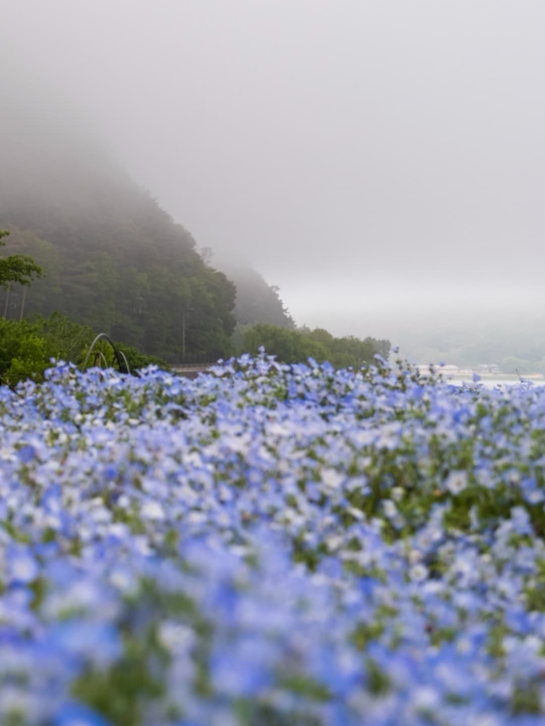 Fujikawaguchiko, Yamanashi: No Mount Fuji Today 2