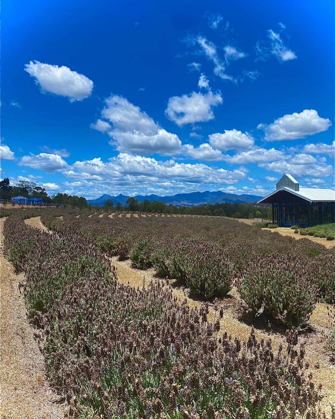 Kooroomba Vineyards and Lavender Farm Map 2