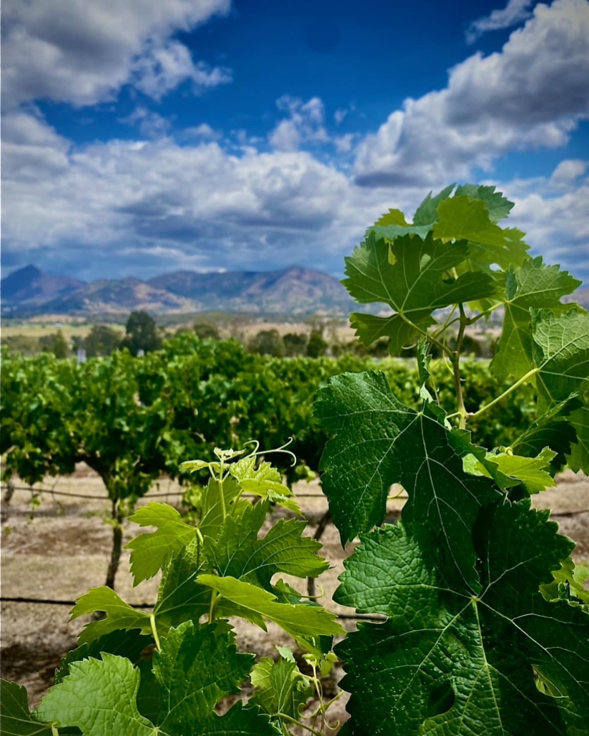 Kooroomba Vineyards and Lavender Farm Map 4