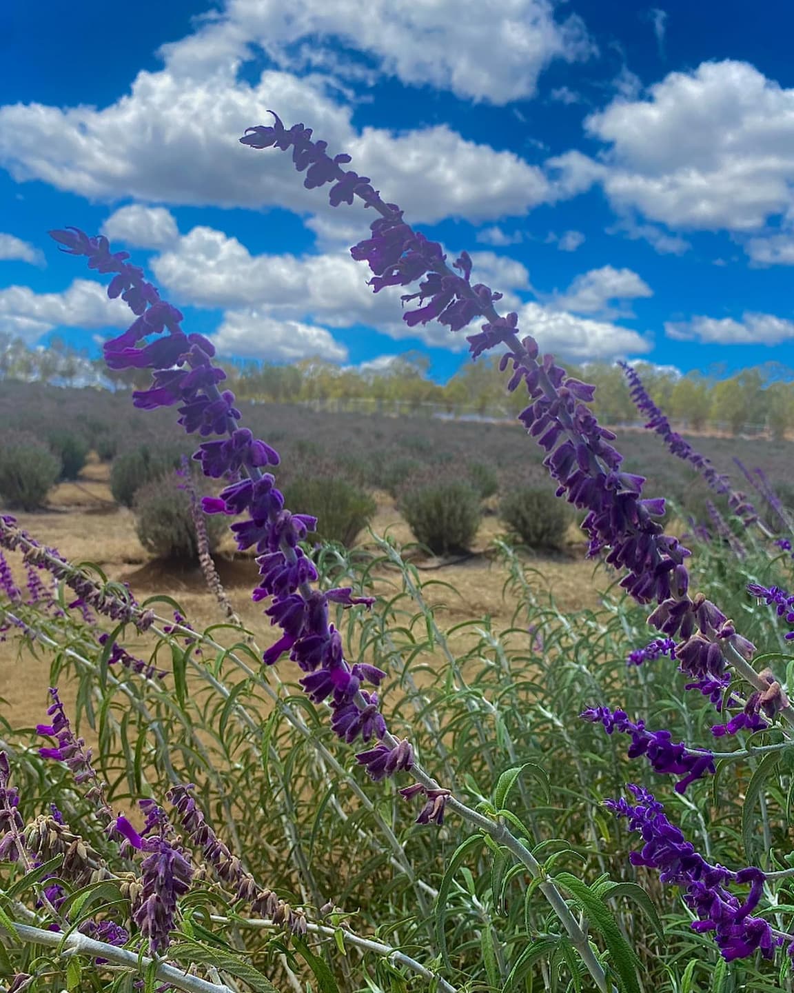 Kooroomba Vineyards and Lavender Farm Map 7