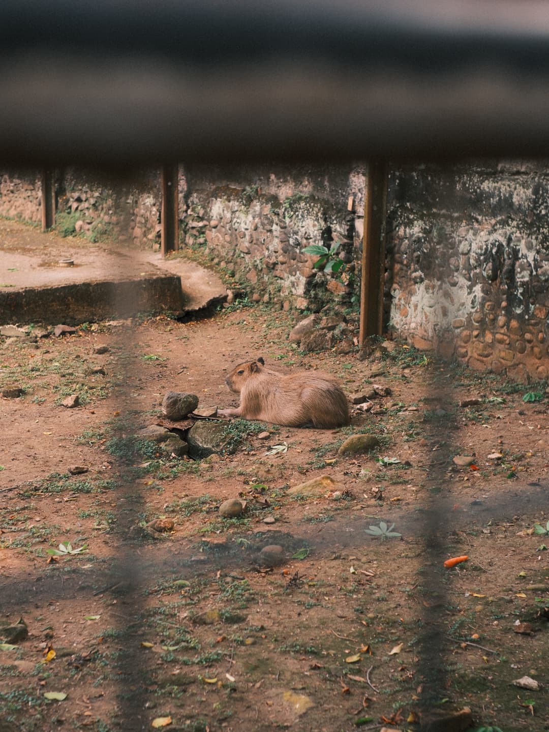 Lost Capybara Hunt Map 6