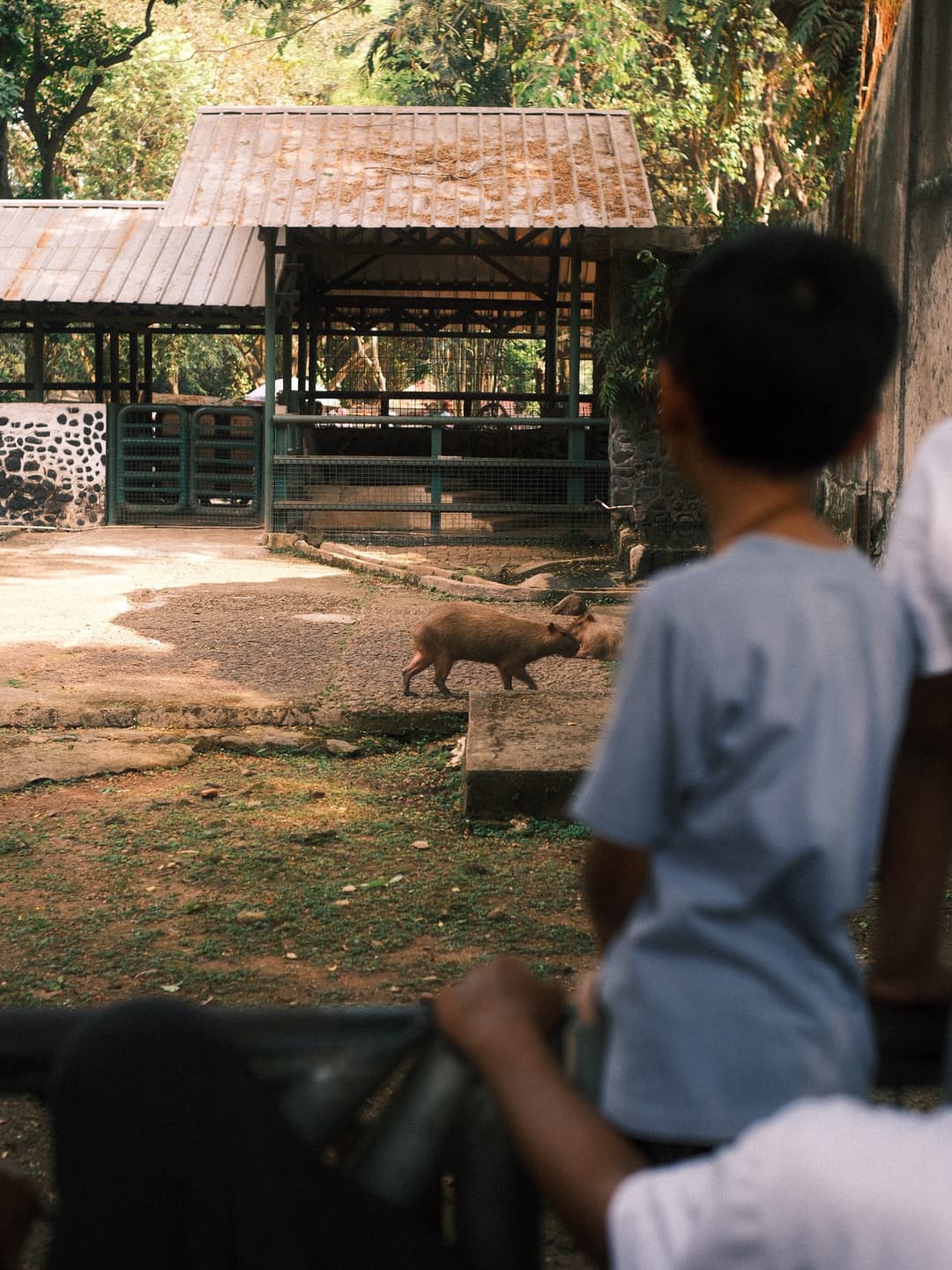Lost Capybara Hunt Map 7