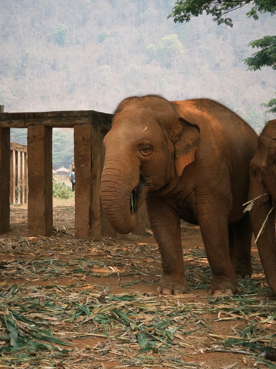 Elephant Nature Park Observer's Diary