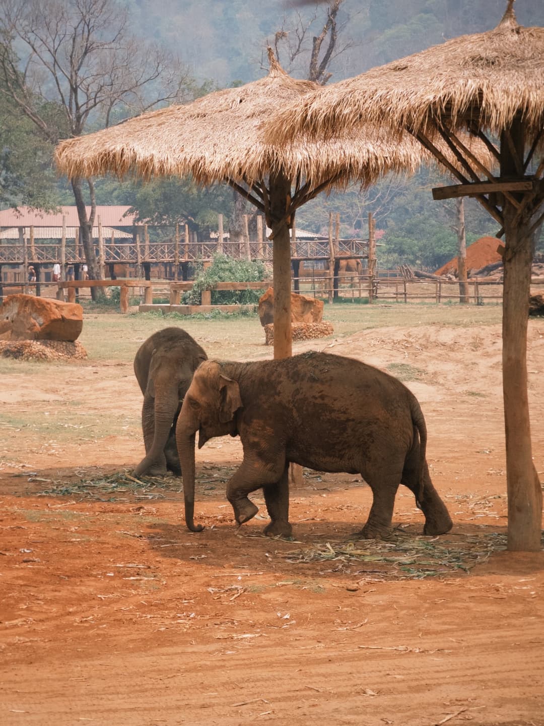 Elephant Nature Park Observer's Diary 2