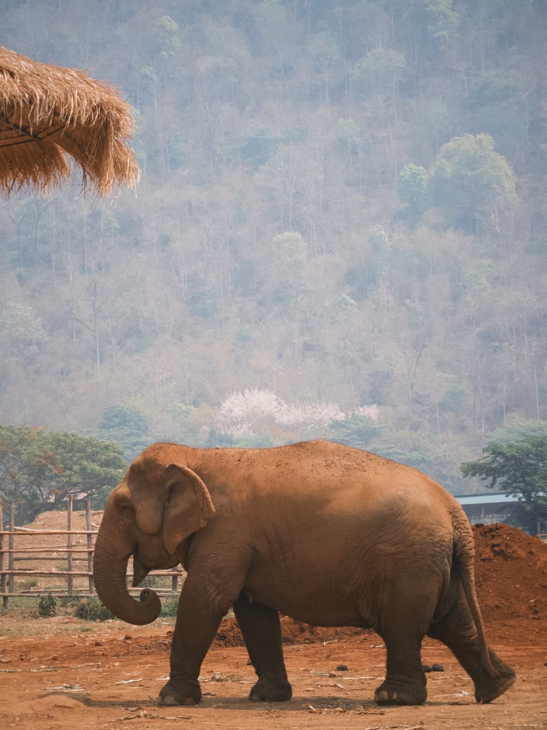 Elephant Nature Park Observer's Diary 3