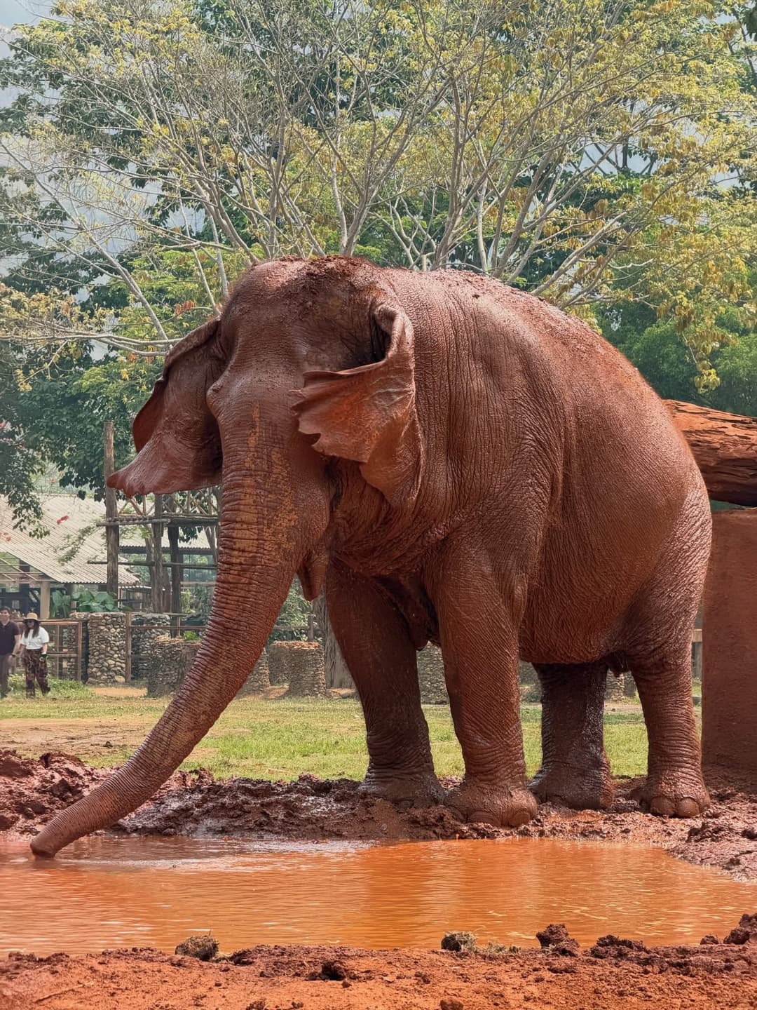Elephant Nature Park Observer's Diary 4