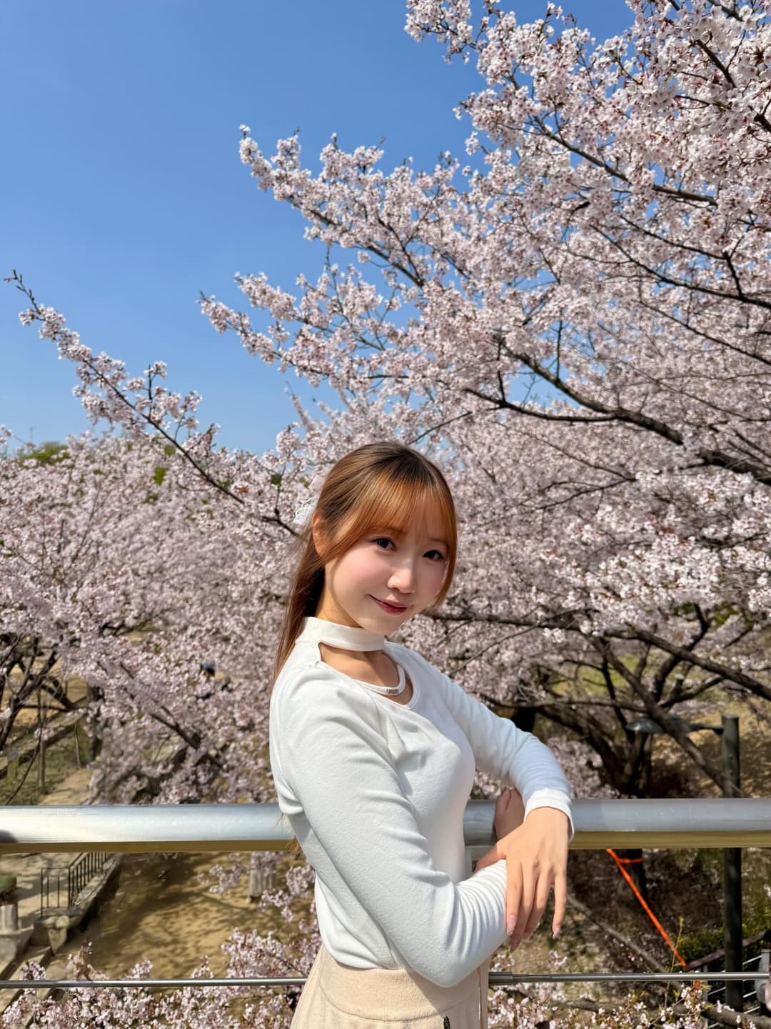 Seoul Cherry Blossom
