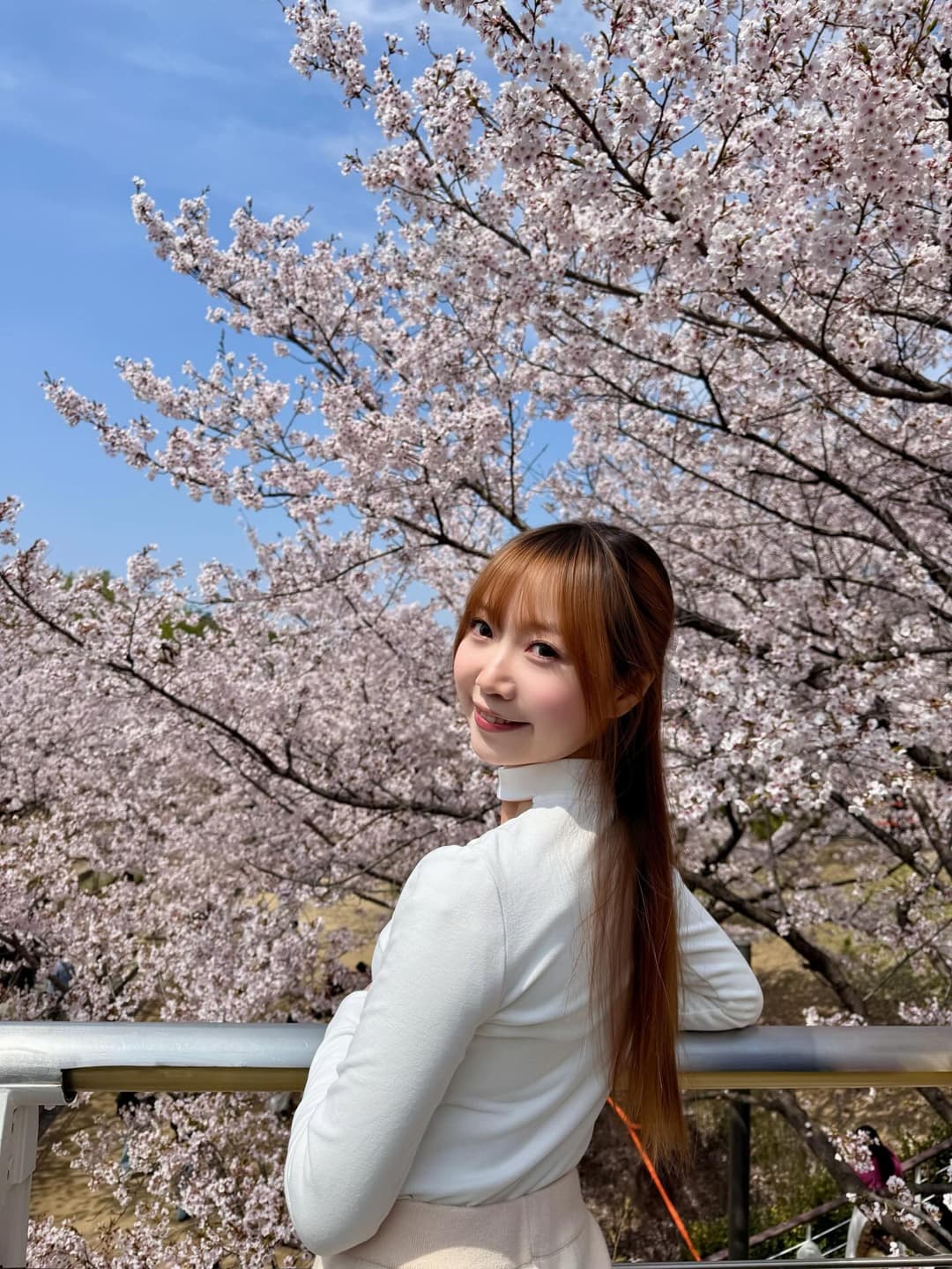 Seoul Cherry Blossom 2