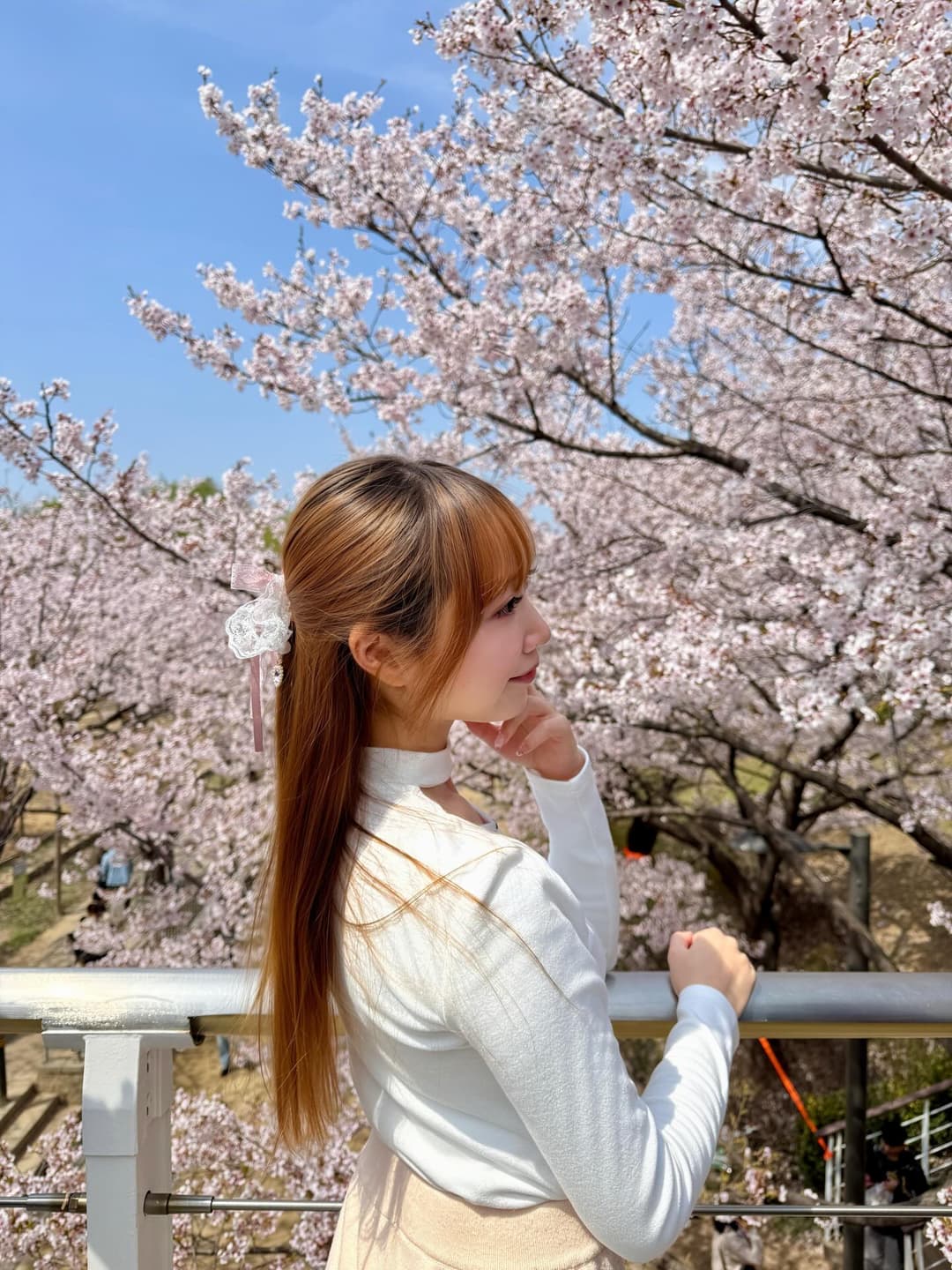 Seoul Cherry Blossom 3