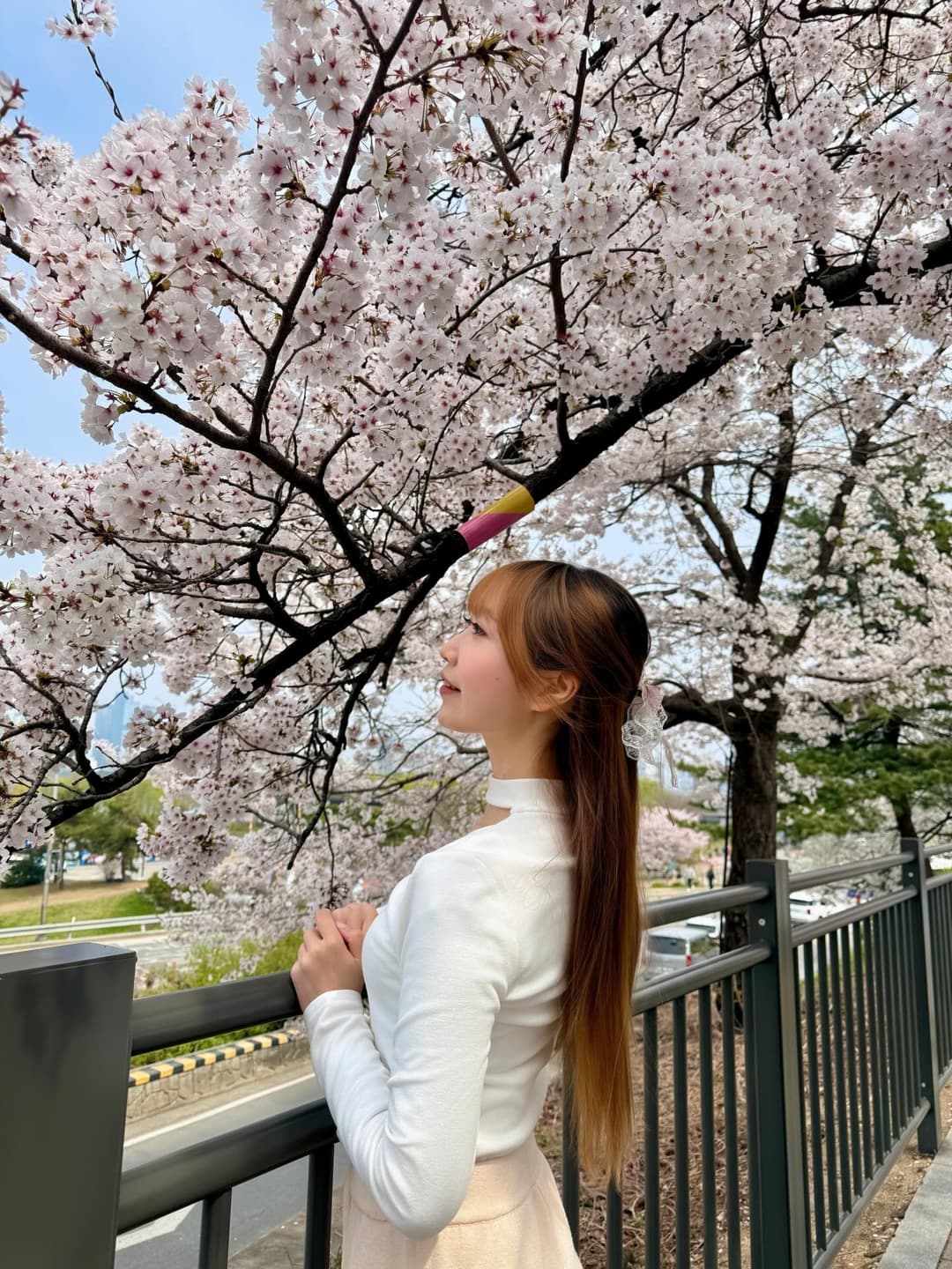 Seoul Cherry Blossom 4