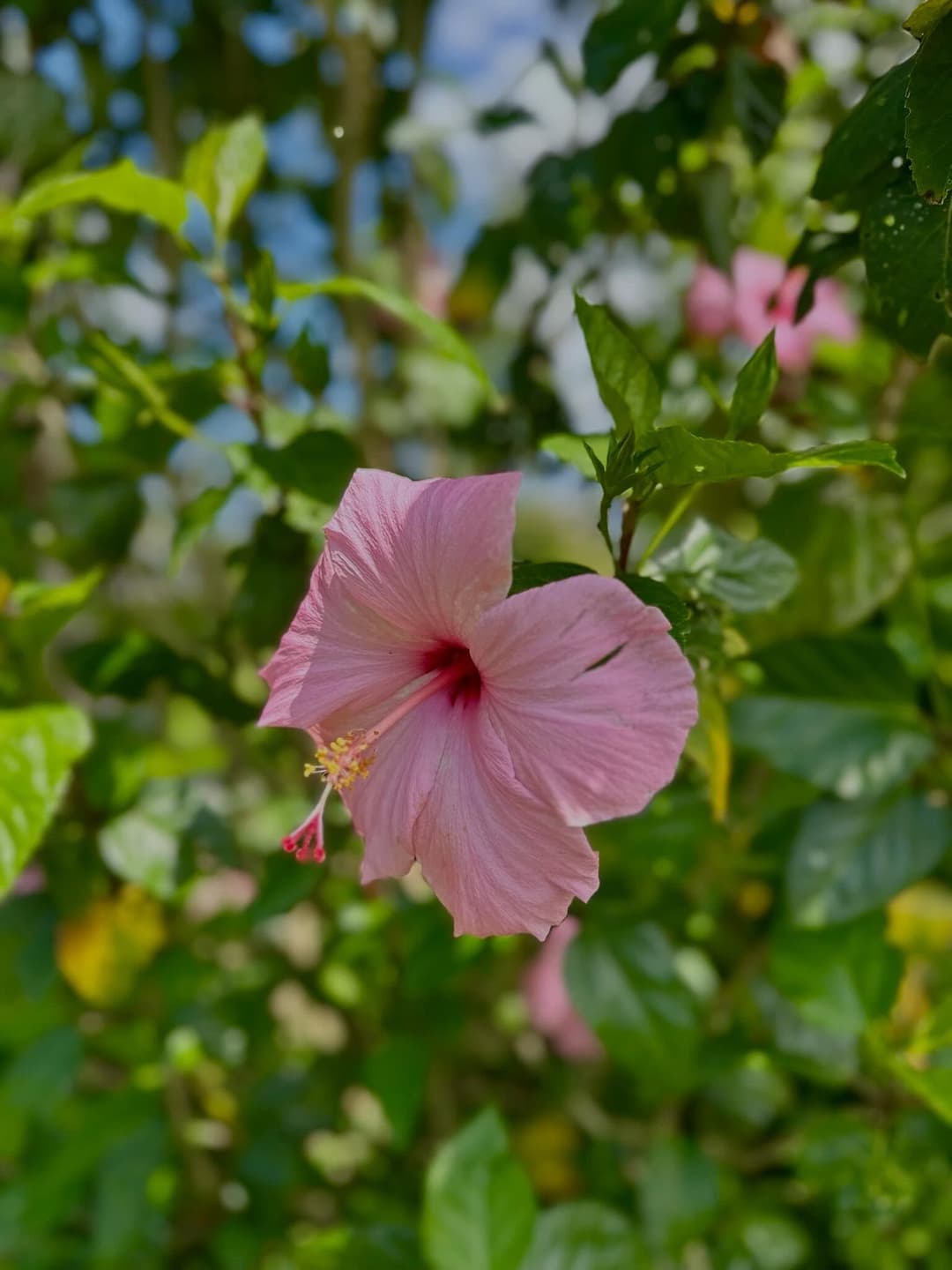 Hawaiian Summer Adventures Map 2