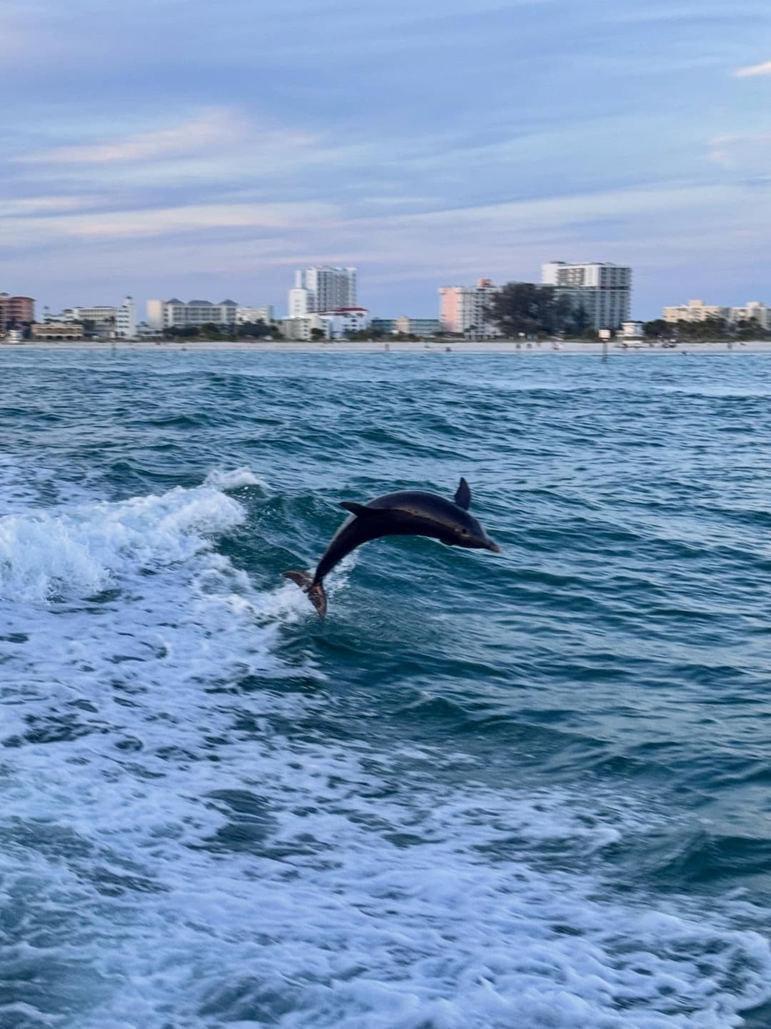 🐬🌅 4