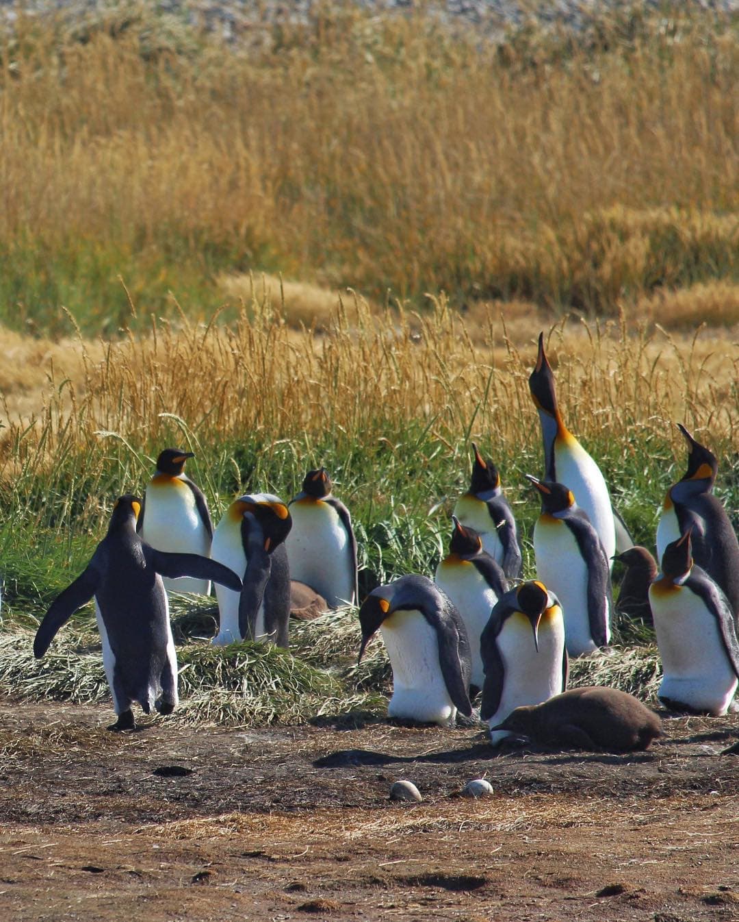 Our King Penguin Adventure Map