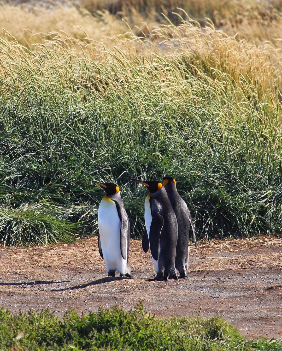 Our King Penguin Adventure Map 2