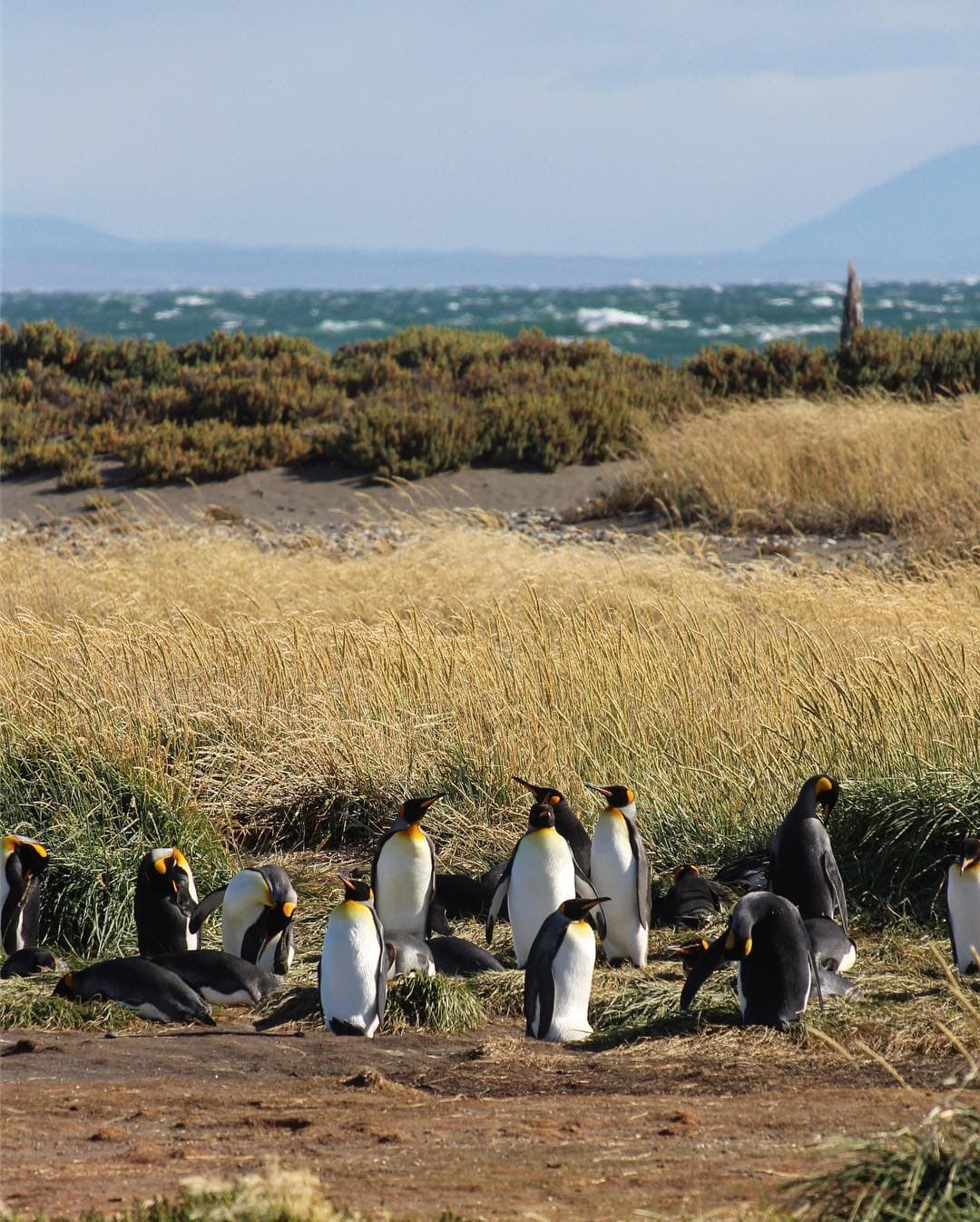 Our King Penguin Adventure Map 3