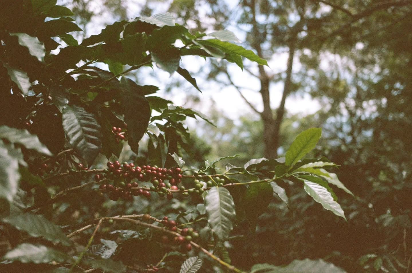 Honduras: 6