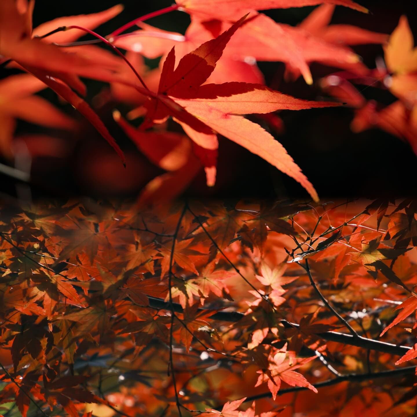The red leaves are drifting down, autumn is drawing to a close.