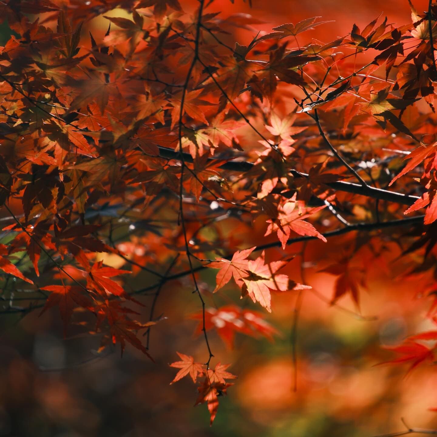 The red leaves are drifting down, autumn is drawing to a close. 2