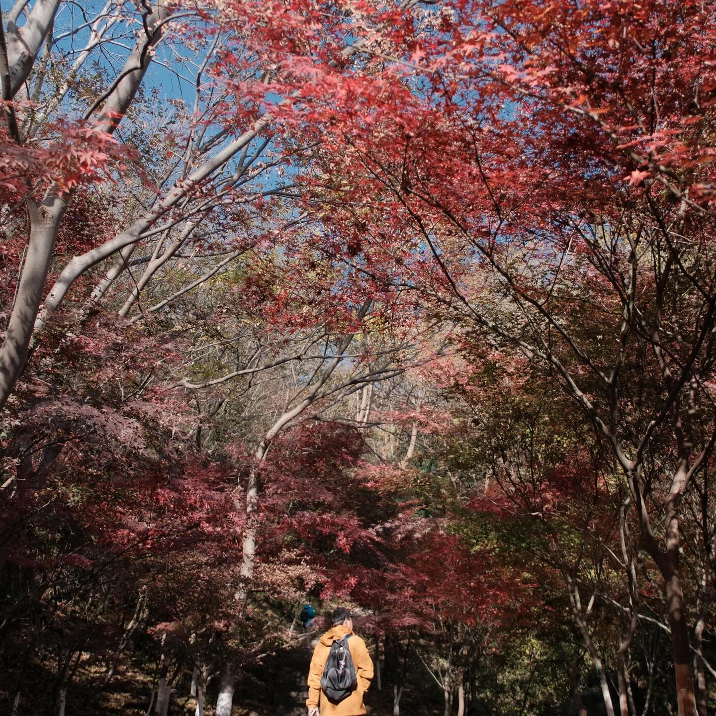 The red leaves are drifting down, autumn is drawing to a close. 6