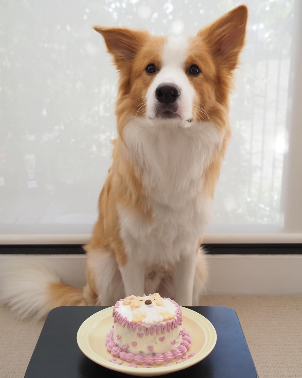 Happy first birthday, Little Jinbao 🤓