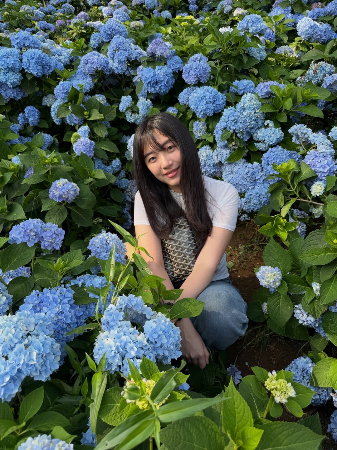 Hydrangea