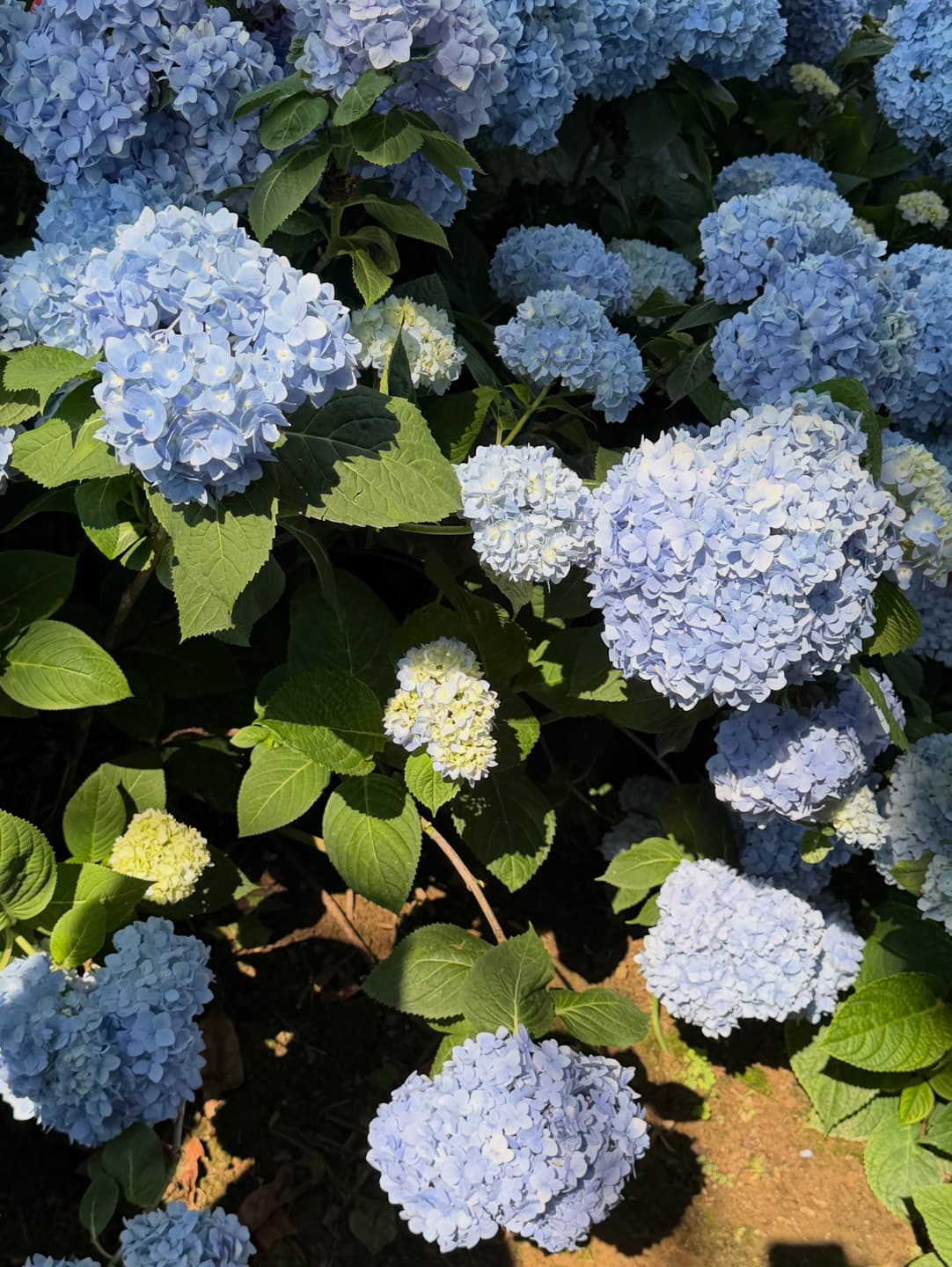 Hydrangea 2
