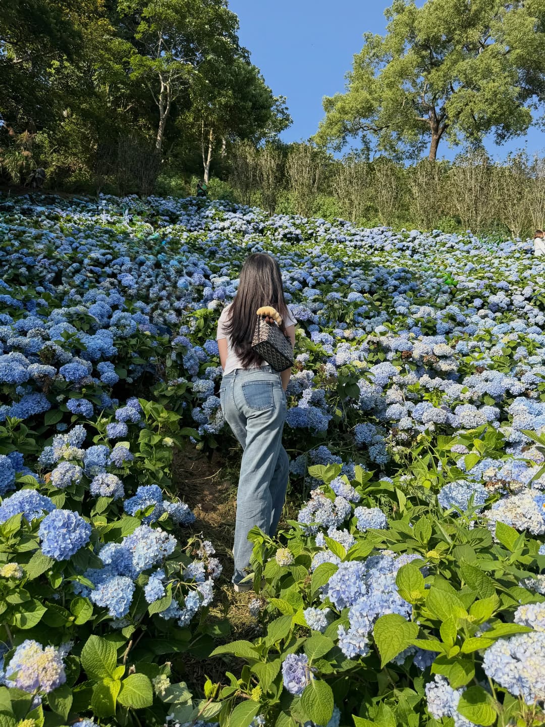 Hydrangea 3