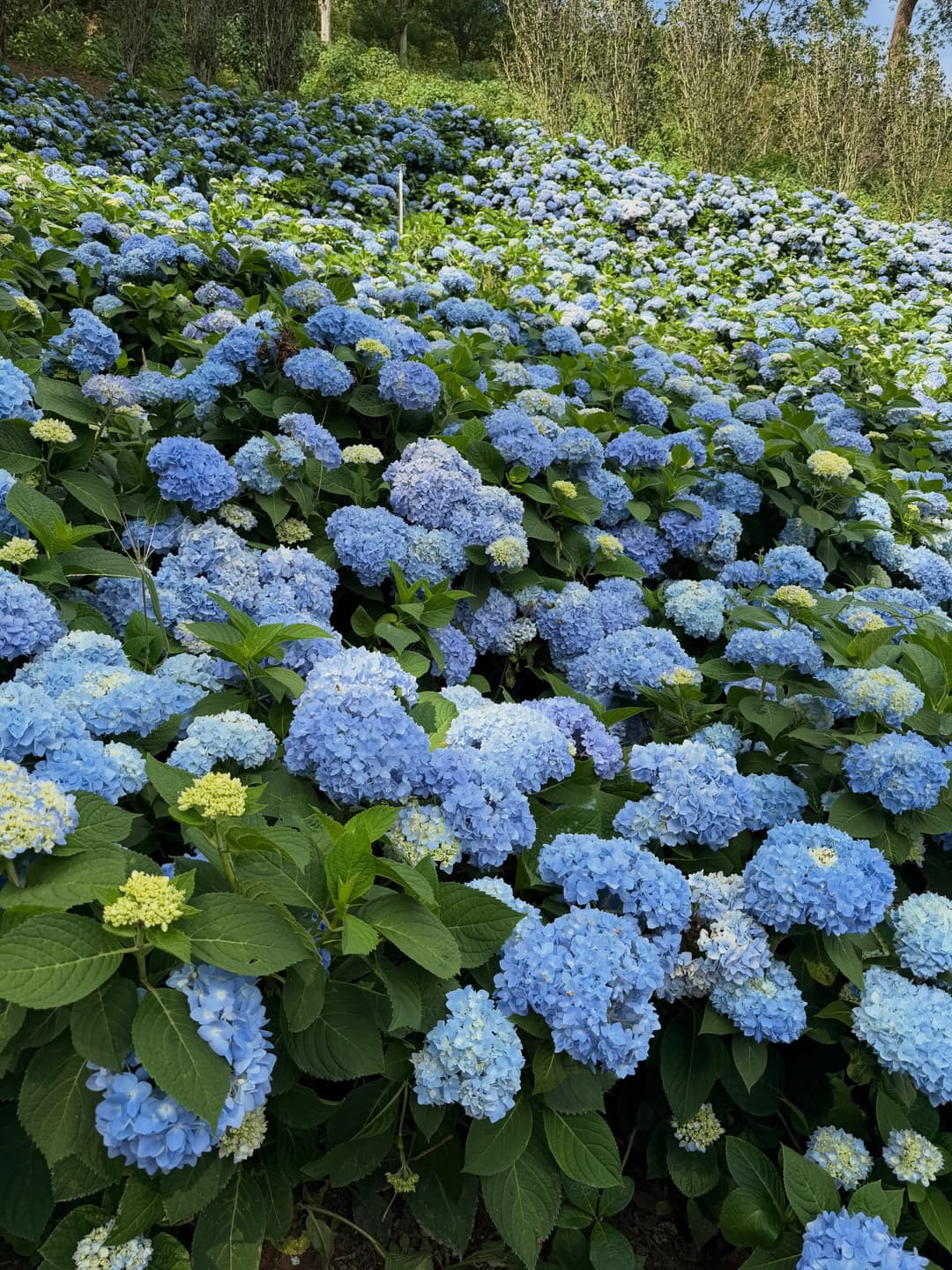Hydrangea 5