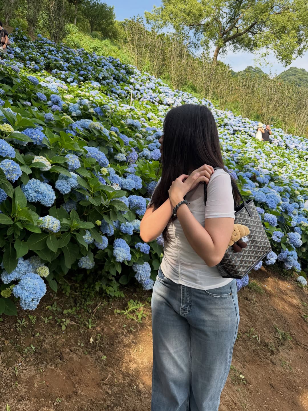 Hydrangea 6