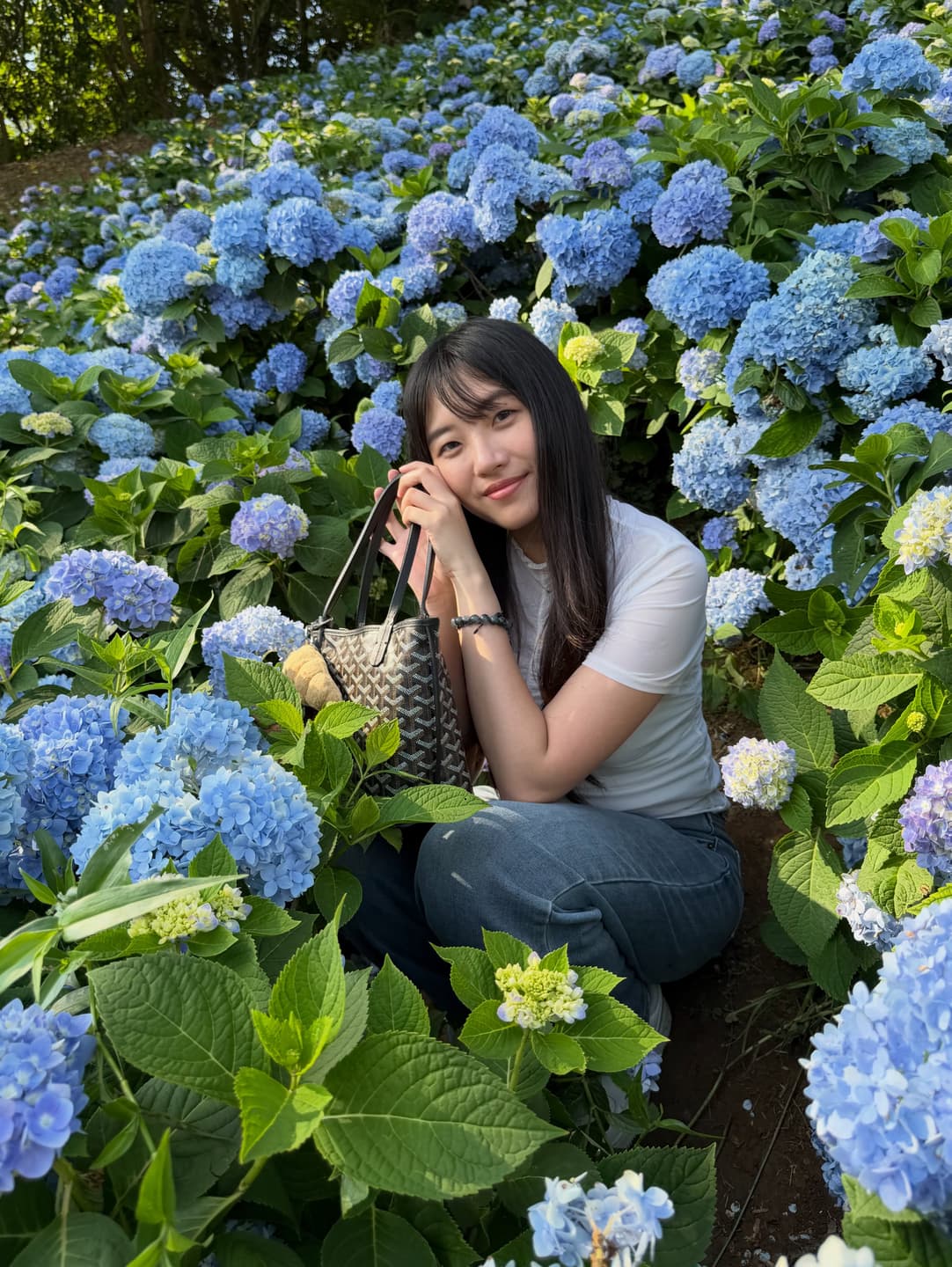 Hydrangea 7