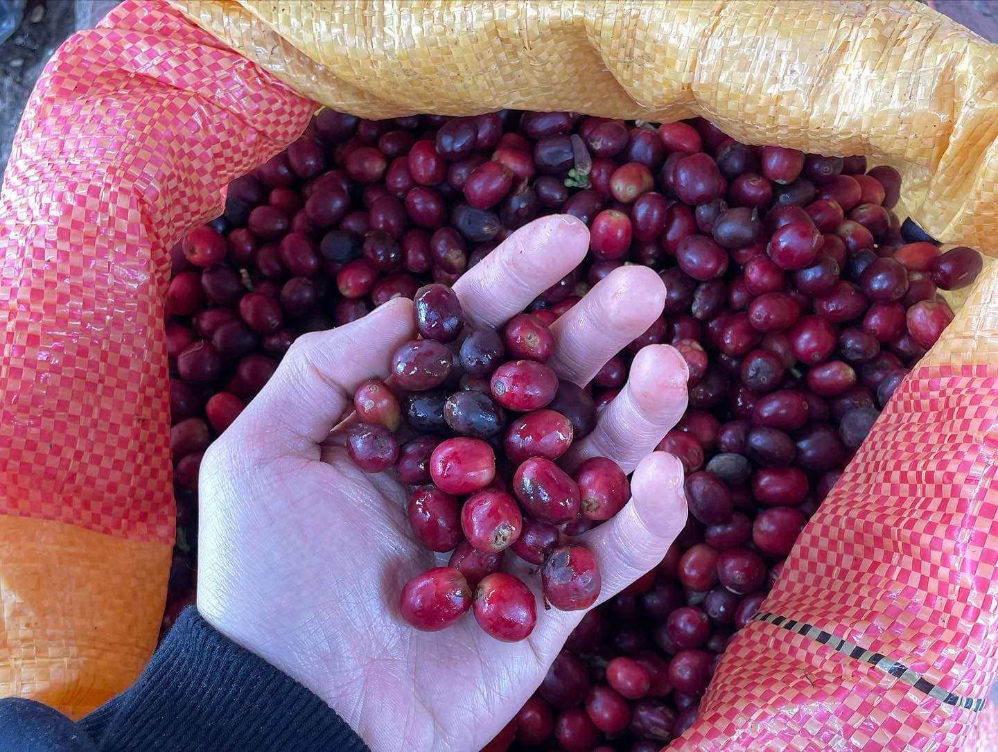 Colombian Coffee Farm Visits 4