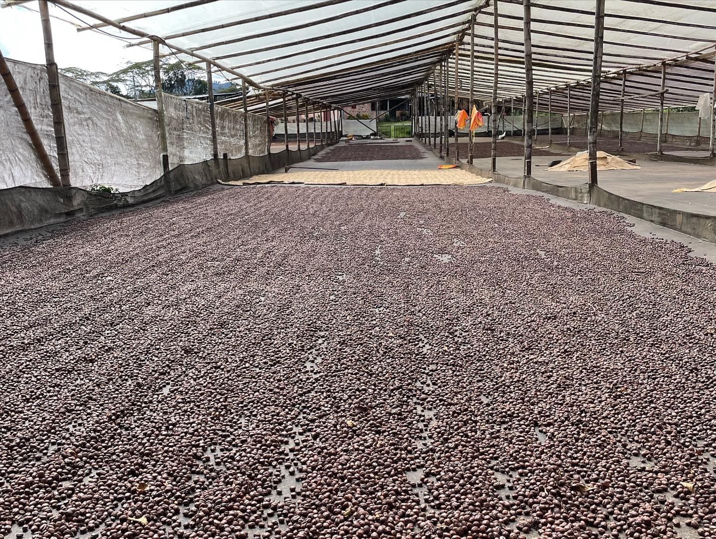 Colombian Coffee Farm Visits 5