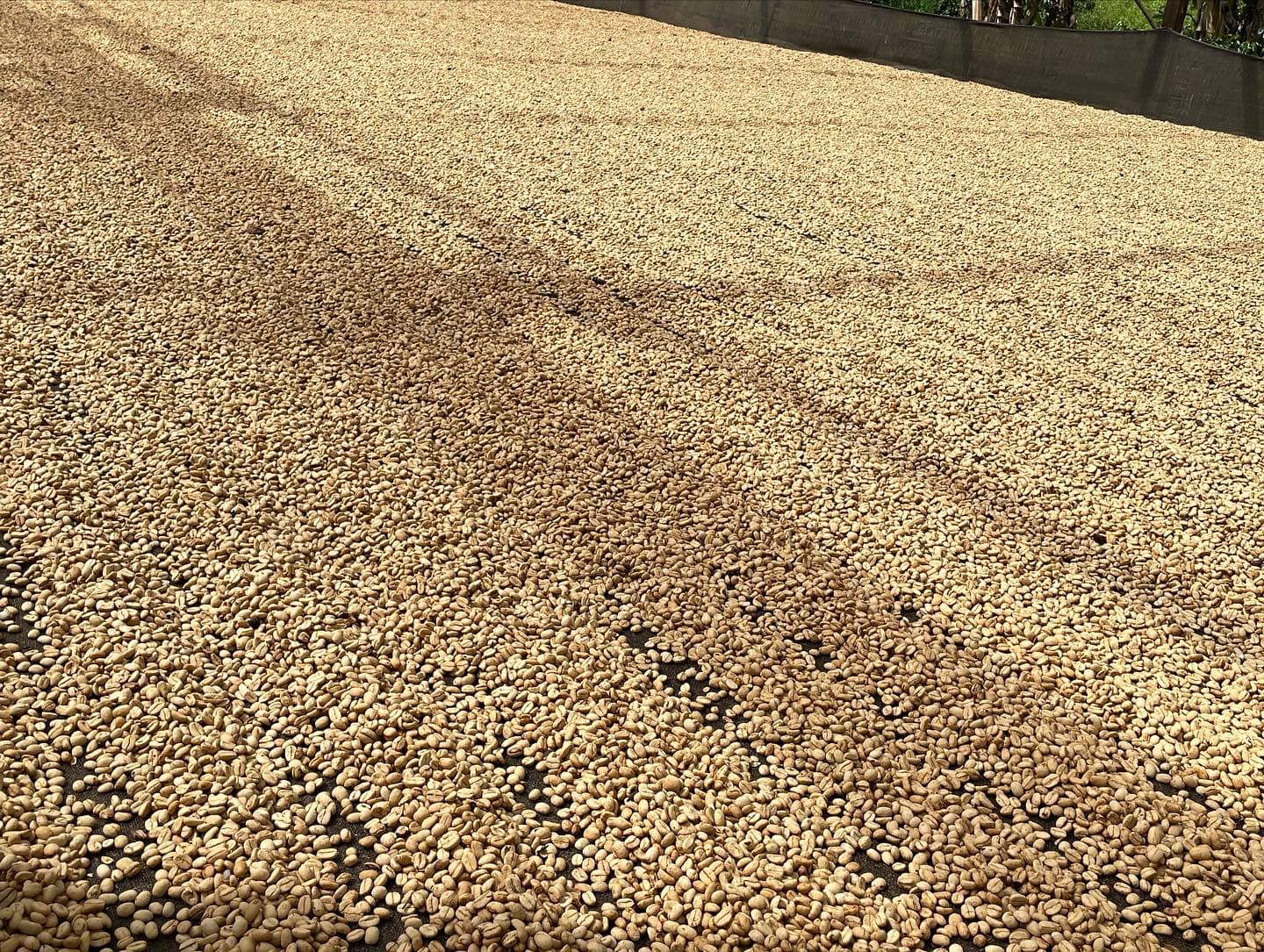 Colombian Coffee Farm Visits 6