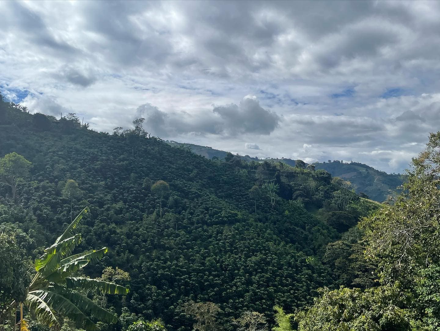 Colombian Coffee Farm Visits 7