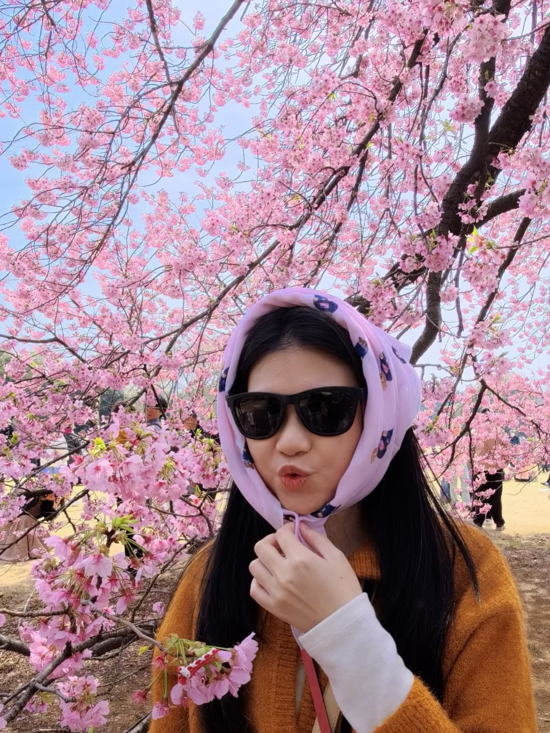 Cherry Blossom Map