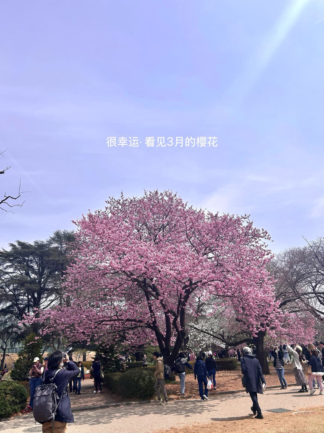 Cherry Blossom Map 2