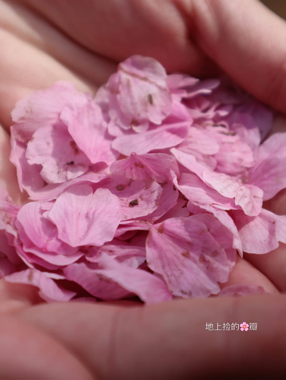 Cherry Blossom Map 3