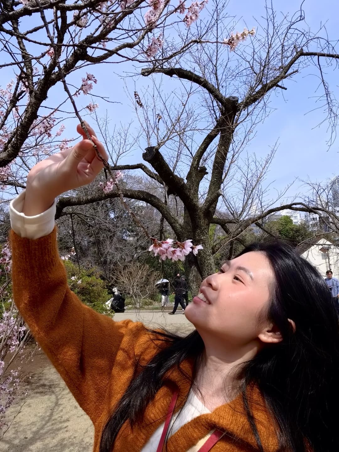 Cherry Blossom Map 5