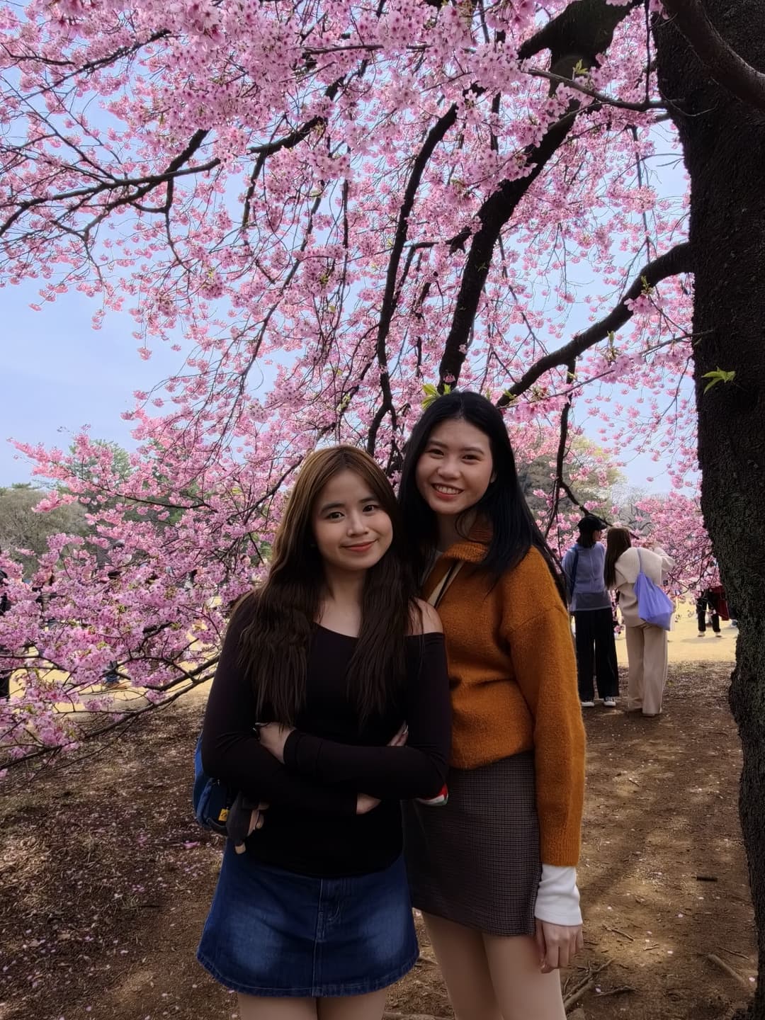 Cherry Blossom Map 6