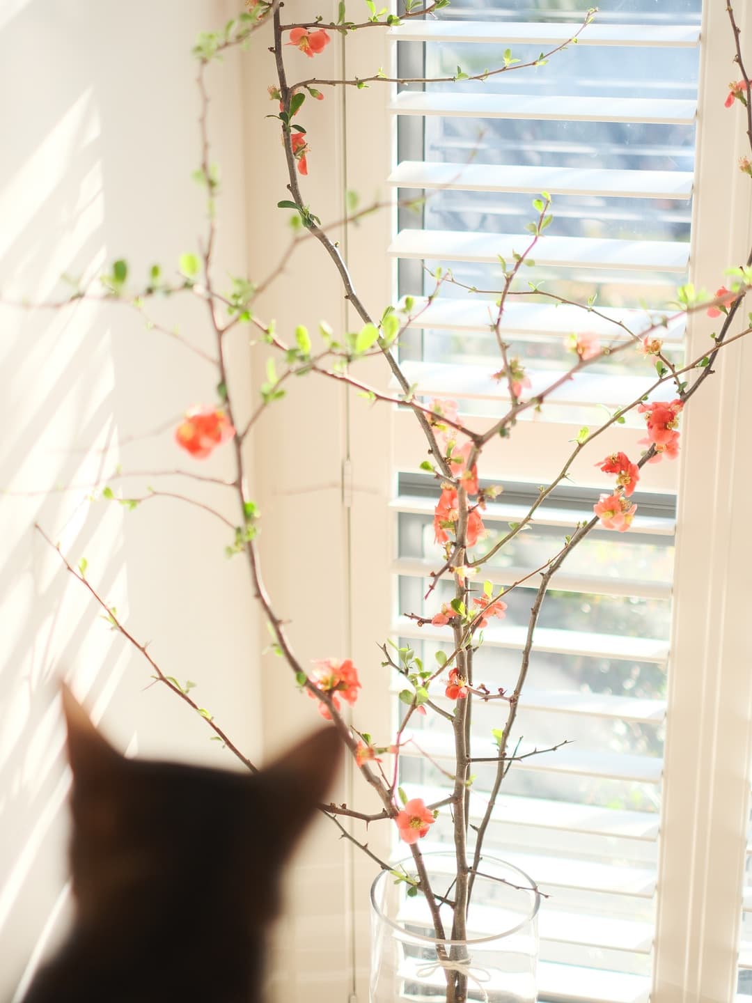 New branches 6