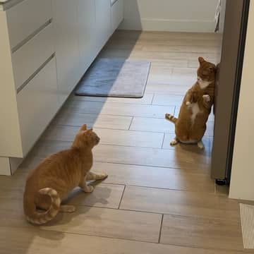 🐱🐱 2